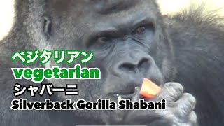 【Silverback Gorilla Shabani 】Vegetarian ベジタリアン Drumming ドラミング 【シルバーバック ゴリラ シャバーニ】