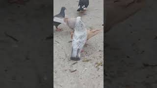 beautiful pigeon || Hyderabadi Neela Kabutar || #shorts