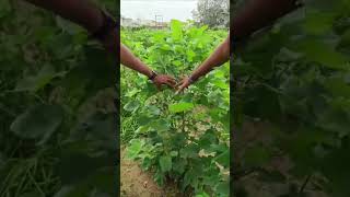 dhanlaxmi  crop science pvt. ltd. nu cotton advance