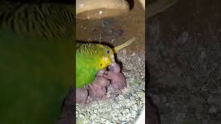 #birds Rimon Aviary #birdslover #cute #funny #freefire #youtube