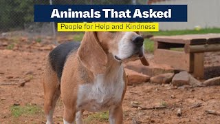 Animals That Asked People for Help and Kindness