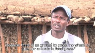 Kenyan Herders Embrace Drought-resistant Trees