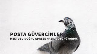 Posta güvercinleri, mektupların gideceği adresi nasıl buluyordu?