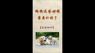 狗狗不要天天补钙，但是狗狗有这些情况就需要补钙了，新手养狗