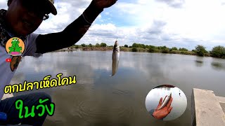 ตกปลาเห็ดโคน ในวังธรรมชาติ จ.สมุทรสาคร EP//44