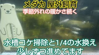 メダカ 屋外 3月 コケ掃除と1/4の水換えをしました 少しずつ進めてます 春のメダ活 今日の観察日記 空の狭い飼育場