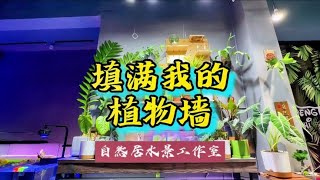 填满我的植物墙#玻璃缸中的大自然 #鱼缸造景 #食虫植物~家庭和办公室的大自然【自然居水景记】