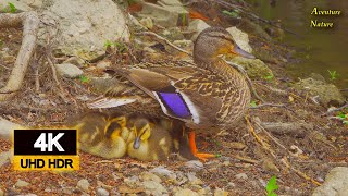 Never Seen Female Mallard Warms Up Her Babies Look / Aventure Nature / Serge Tonietto-Giguère