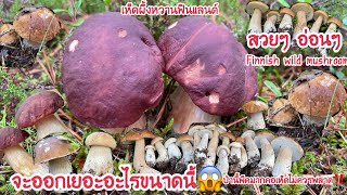 🍄21/8/21🍄เก็บเห็ดผึ้งหวานป่านี้พีคสุดๆๆ ออกเป็นป่า เยอะสุดๆ⚠️ห้ามพลาดชม บอกเลยสุดๆๆ  wild mushroom