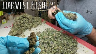 WET VS DRY TRIMMING & CURING ( HOW TO ) + HARVEST RESULTS