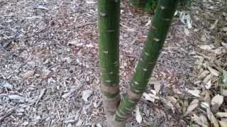 Illawarra Flame Tree - Brachychiton acerifolius HD 07