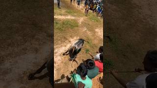 கருடன் 💥🔥#bull #cowcowcow #cricket #manjuvirattu #farmanimal #automobile #animals #kabaddi