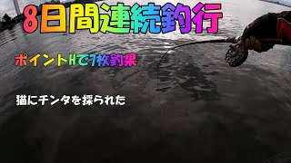 クロダイ落とし込み名古屋港2020 .6.１9　 Japan black sea bream fishing