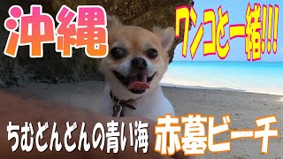 ドラマのロケ地でちむどんどん【赤墓ビーチ】【沖縄旅行】【犬】【ペット可】【ビーチ】『ちむどんどん』