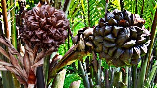 সুন্দরবনের ঐতিহ্য গোলপাতার গুড় ও ফল । What is the nipa palm fruit । গোলপাতা গাছ