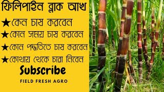 ফিলিপাইন ব্লাক আঁখ চাষ (Philippine Black Sugarcane) @FieldfreshAgro