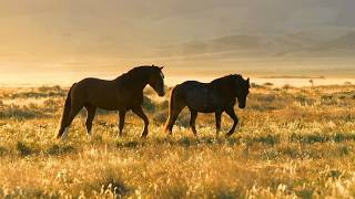 Instrumental Acoustic Folk Music/Folk Playlist, Chill Music "Spring In Montana" Open Road Folk