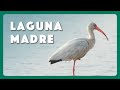 Birds of Laguna Madre