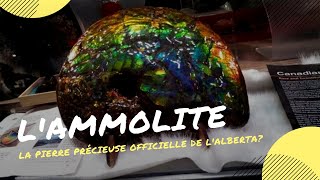 L'AMMOLITE, LA PIERRE PRÉCIEUSE OFFICIELLE DE L'ALBERTA?