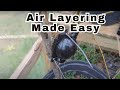 Air Layering Fruit Trees Tutorial for Beginners! 100% Success! #airlayering