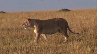 On Safari 25 (Evening Game Drive Lions and Jackle)