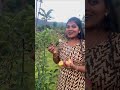 plucking apples 🍎 apple garden ஆப்பிள் 🍏 tamilshorts shortsfeed shortsvideo allwinjilly