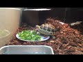 【tortoise diary】 ごはん　ギリシャリクガメpart.9【リクガメの日記】