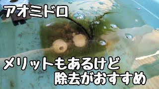 アオミドロはメリットもあるけど完全除去のおすすめ【メダカ】