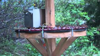 worlds largest hummingbird feeder