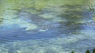 Investigation underway after nine manatee deaths in Homosassa River