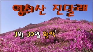 여수 영취산 진달래 4월 1~2일 축제/영취산 등산코스/여수 가볼만한 곳