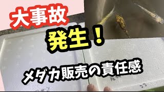 エアレーションのデメリットの件について全力でお伝えしたいです！【メダカ】