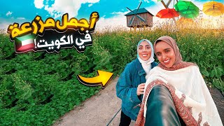 هل تصدق أن هذا في الكويت؟ مزرعة البحيرة صدمتني😱albohayra farm in Kuwait🇰🇼