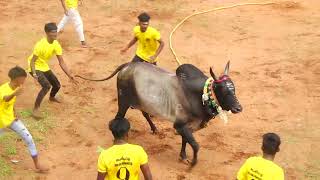 கூலிப்பட்டி ஊமைமந்தைக்கருப்பண்ணசாமி குழு Vs நா.லெட்சுமிபுரம் அழகுவேல் பாப்பாத்தி பட்டவன் கோவில் காளை