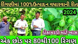 રીંગણની ખેતી || 100% ઉત્પાદનમાં વધારો || પહેલીજ વેણી 2.5મણ || 7984337623 || #રીંગણનીદવા