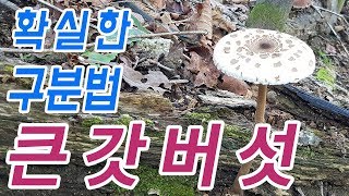 독버섯 사고가 많이나는 큰갓버섯 확실한 구분법.큰갓버섯 맛있는 식용버섯 입니다.비슷한 독버섯과 꼭 구분.