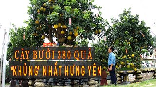 Cây bưởi có 380 quả, 