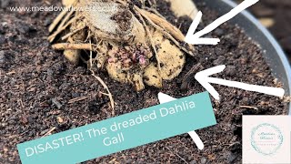 Disaster time! The dreaded Dahlia gall - and how to spot it