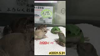 巨体アマガエルの2人からコオロギを奪い取る勇者！ #shorts #2021 #frog #エモい