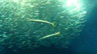 Sardine Feeding Monterey Aquarium