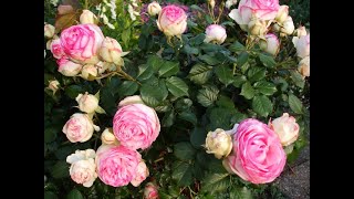 Pruning a Climbing Rose.