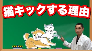 飼い猫が後ろ足であなたを蹴る理由と対処法