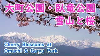 Cherry Blossoms at Omachi \u0026 Garyu Park with Relaxing Music ( Nagano ) / Spectacular Views of Japan