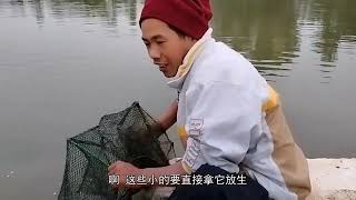 小池下网抓野生大闸蟹，每天否抓不完，今天还网到了大黑鱼