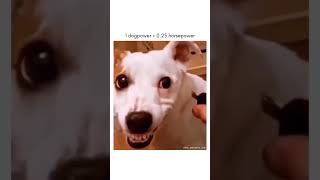 angry dog#shorts #viral #comedy #entertainment #happy #highlights #short