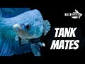 Top 10 Tank Mates For Bettas