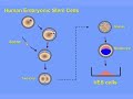 what is a human embryonic stem cell