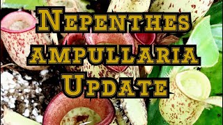 Nepenthes update: Awesome ampullaria and rad rafflesiana