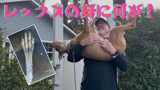 【アメリカ生活】仕事、出張、愛犬の誕生日と看病、新たな生活リズム A Day in My Life with my lovely Dog, Rex