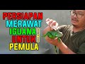 TAHAPAN LENGKAP PERSIAPAN DALAM MEMELIHARA IGUANA UNTUK PEMULA